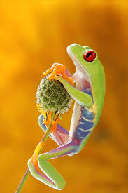 Get hd images of your cute frogs with every new you open. Background Frog Wallpaper Enwallpaper