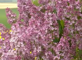 Multiplication Du Lilas Par Bouturage Pas A Pas Bouturer Lilas Lilas Jardins