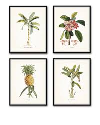 Maybe you would like to learn more about one of these? French Wall Art Antique Botanical Print Vintage Banana Print Tropical Fruit Print Giclee Art Collectibles Vadel Com
