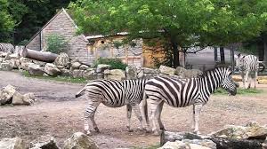 Hotels near popular erfurt attractions. Zoopark Erfurt Youtube