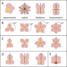 The radial symmetry mode divides the canvas into in this case, the colors from my gradient are showing through the brush strokes Symmetry In Diverse Flower Shapes A Asymmetrical Flowers Have No Download Scientific Diagram