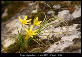 Image result for Gnidia chrysantha