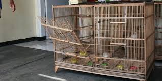 Merasa puas atas kehadiran para komunitas kenari mania, yang bersemangat memadati area gantangan dwarapala singosari, pada minggu, 23 februari 2020. Perampok Gondol 25 Burung Kenari Seharga Rp 50 Juta Halaman All Kompas Com