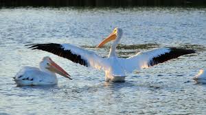 The hottest bird in havana. Want To See A Really Big Bird Pelicans Are Enjoying A Layover In Chicago On Annual Migration Chicago News Wttw