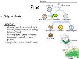 One type of leucoplasts are amyloplasts that store starch. Animal Cell Plant Cell Cell Membrane Outer Boundary In Plants Animals Structure Phospholipid Bilayer Hydrophilic Heads Hydrophobic Tails Contains Ppt Download