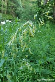 Image result for Poaceae