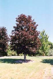 Feathered tree, the main leader maybe pruned to promote bushiness. Royal Red Norway Maple Acer Platanoides Royal Red In Inver Grove Heights Minnesota Mn At Gertens