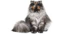 Persian Kittens For Sale by Reputable Breeders | Pets4You