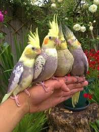 Cockatiel Birds You Can Have As Pets We Are Family I Got All My Sisters With Me Pet Birds Cockatiel Cute Birds