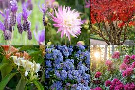 Add new colors and textures to your garden with our favorite annuals, perennials and shade plants! Help Advice Tips From The Rhs On All Kinds Of Plants Rhs Gardening