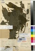 Image result for Sclerochiton vogelii