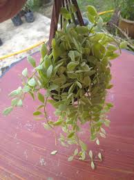 Maybe you would like to learn more about one of these? Pokok Duit Duit Pokok Gantung Termasuk Bakul Kecil Pokok Menjalar Shopee Malaysia
