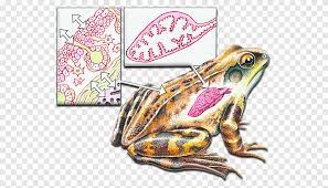 Common Frog Amphibian Breathing Buccal Pumping Amphibian Animals Fauna Png Pngegg