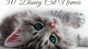 When it comes to disney cat names, you can't go wrong looking into characters such as, well, the cats! 50 Disney Cat Names Pethelpful