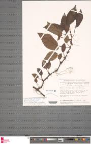 Image result for Begonia fusialata