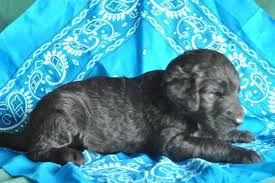 Find labradoodles for sale in indianapolis on oodle classifieds. Labradoodle Puppies For Sale In Elkhart Indiana Classified Americanlisted Com