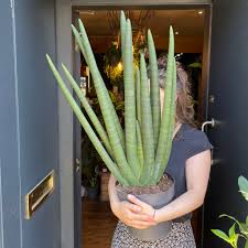 Image result for Sansevieria cylindrica