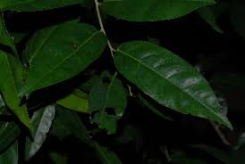 Image result for Cleistanthus schlechteri