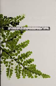 Image result for Huperzia dacrydioides