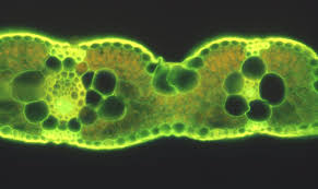 Image result for Anthephora pungens