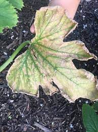 Zucchini can also be affected by blossom end rot, just like tomatoes and peppers. Squash Zucchini Plants Are All Yellowing And Wilting We Water Them Daily But They Re Still Getting Worse More Pics In Comments Gardening