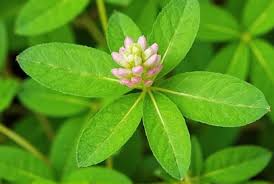 Image result for Trifolium