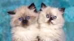 How Much Does a Himalayan Cat Cost? (2020) | Spend On Pet