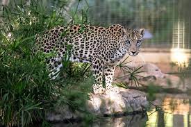 The arabian leopard (panthera pardus nimr) is a leopard subspecies native to the arabian peninsula.it has been listed as critically endangered on the iucn red list since 1996 as fewer than 200 wild individuals were estimated to be alive in 2006. Saudi Arabia Has Signed A Multimillion Dollar Deal Aimed At Saving The Arabian Leopard About Her