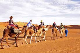 Ludwig is the first sentence search engine that helps you write better english by giving you contextualized examples taken from reliable sources. Is Camel Riding Ethical How To Have A Cruelty Free Camel Riding Experience