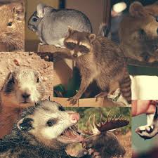 Bats kept as pets rarely survive more than one year. The 25 Worst Mammals To Keep As Pets Vox