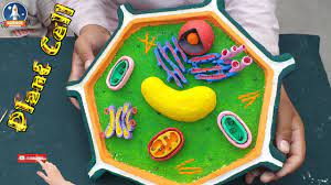 Check spelling or type a new query. Plant Cell Model By Thermocol Top 3d Plant Cell Project For School Easy Make Plant Cell Youtube