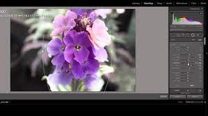 Lightroom blur tutorial select the photo you want to edit click and drag on the photo to create the blur depending on the type of tool you're using, the blur will be applied to a certain part of your photo. How To Blur Background Using Lightroom Your Ultimate Guide