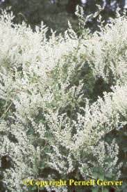 The flowers have a ruffled edge and a lavender tint that becomes darker choose a sunny garden location where the soil drains well. Clematis Clair De Lune Buy It Now