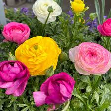 Image result for Ranunculus raeae