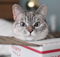 Easily one of the most famous felines in the world is the perhaps appropriately named grumpy cat. 10 Most Famous Cat On The Internet