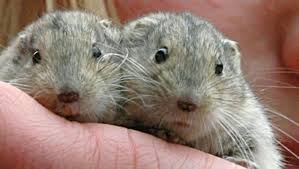 Im ersten level stehen nur die tätigkeit „graben zur verfügung. Krise Wir Lemminge News Nordbayerischer Kurier