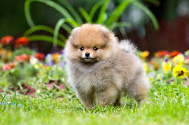 Maybe you would like to learn more about one of these? Top 10 Cutest Dog Breeds Information And Pictures Petguide