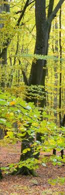 Usługi ekosystemowe w zarządzaniu układami przyrodniczymi