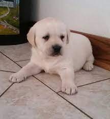 Look at pictures of puppies in indiana who need a home. Labrador Retriever Art Print Labrador Retriever At The Etsy Labrador Retriever Labrador Retriever Puppies Labrador Retriever Art