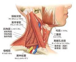 首こりに関係する筋肉 sternocleidomastoid muscle neck muscle anatomy muscle anatomy