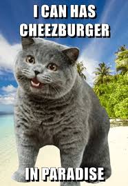 Image result for i can has cheezburger