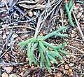 Image result for Eriospermum porphyrium