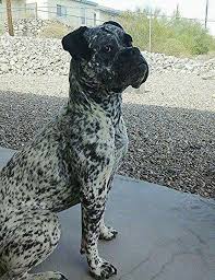 Either He S Been Speckled With Something Or Not Pure Boxer No Matter He S A Beauty Boxer Dogs Boxer Puppies Boxer Dogs Brindle