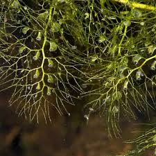 Image result for Utricularia subulata