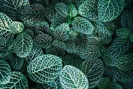 35 Modelli Immagini Sfondi Venngage Ha un carattere gaio vivace e giocherellone assolutamente non se sei ambrata ti stanno bene tutte le tonalità di verde e il giallo che ti consiglierei nelle tonalità più delicate o. 35 modelli immagini sfondi venngage