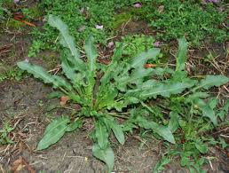 Image result for Rumex crispus