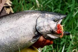 47,299 likes · 707 talking about this. Low Flows Slow Fishing Mark Yakima Springer Opener The Spokesman Review