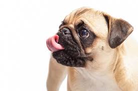 Kiran S En 2020 Perros Pug Razas De Perros Antipulgas Para Perros