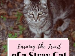 The social world of feral cats. How To Win The Trust Of A Stray Cat Pethelpful