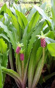 The bulbs should be planted outdoors in spring after all danger of frost has passed. Eucomis Sp Pineapple Lily Aloha Lily Toptropicals Com